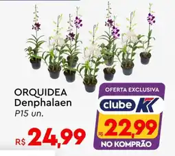 Komprao Atacadista ORQUIDEA Denphalaen P15 un. oferta