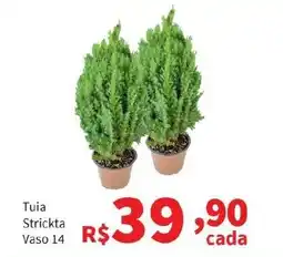 Macromix Atacado Tuia Strickta Vaso 14 oferta