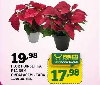 Flor Poinsettia P11 Sem Embalagem