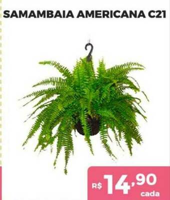 Supermercados Avenida Samambaia Americana C21 oferta