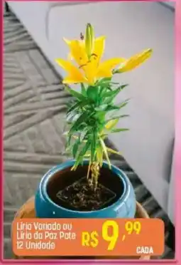 Muffato Liria Variado ou Lírio da Paz Pate oferta