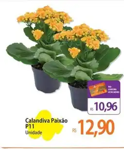 Atacadão Calandiva Paixão P11 Unidade oferta