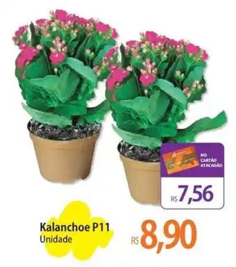 Kalanchoe P11 Unidade