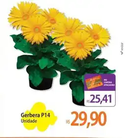 Atacadão Gerbera P14 Unidade oferta