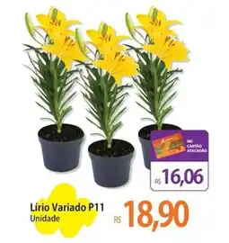Atacadão Lírio Variado P11 Unidade oferta