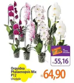 Atacadão Orquídea Phalaenopsis Mix P12 oferta