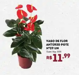 Bistek Supermercados Vaso de flor antúrio pote n°09 un oferta