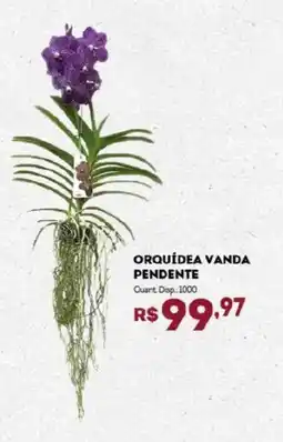 Bistek Supermercados Orquídea vanda pendente oferta