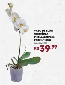 Bistek Supermercados Vaso de flor orquídea phalaenopsis pote n°12un oferta