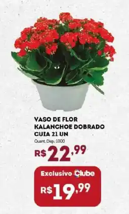 Bistek Supermercados Vaso de flor kalanchoe dobrado cuia 21 un oferta
