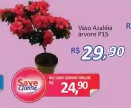 Supermercados Savegnago Vaso Azaléia árvore P15 oferta