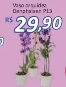 Supermercados Savegnago Vaso orquídea Denphalaen P13 oferta