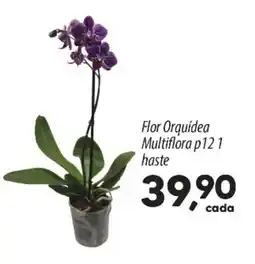 Asun Flor Orquídea Multiflora p121 haste oferta