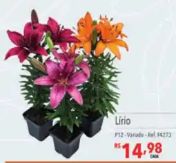 Supermercados Condor Lírio oferta