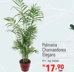 Supermercados Condor Palmeira Chamaedorea Elegans oferta