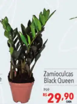 Supermercados Condor Zamioculcas Black Queen oferta
