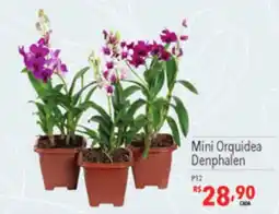 Supermercados Condor Mini Orquidea Denphalen oferta
