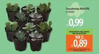 Suculentas Mini P6 Unidade