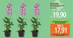 Atacadão Orquídea Denphalen P15 oferta