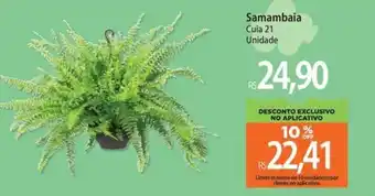 Samambaia Cuia 21 Unidade