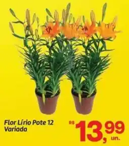 Fort Atacadista Flor Lírio Pote 12 Variada oferta