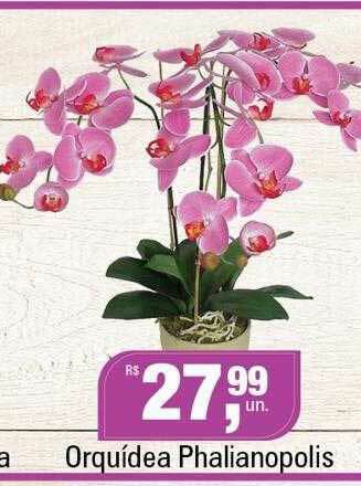 Supermercados Alvorada Orquídea Phalianopolis oferta