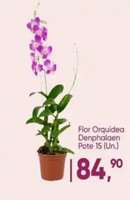 Imec Supermercados Flor Orquidea Denphalaen Pote 15 (Un.) oferta