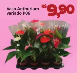 Supermercados Savegnago Vaso Anthurium variado P06 oferta