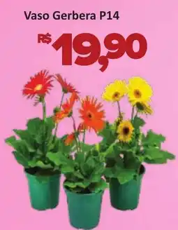 Supermercados Savegnago Vaso Gerbera P14 oferta