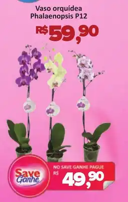 Supermercados Savegnago Vaso orquídea Phalaenopsis P12 oferta