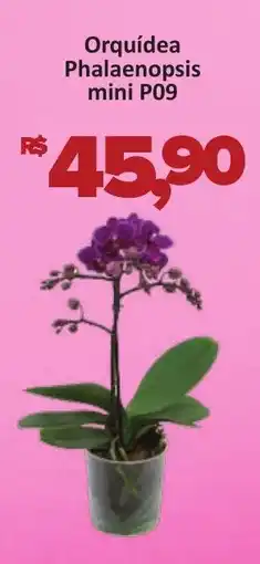 Supermercados Savegnago Orquídea Phalaenopsis mini P09 oferta
