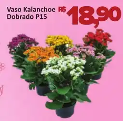 Supermercados Savegnago Vaso Vaso Kalanchoe R$ Dobrado P15 Dobrado P15 oferta