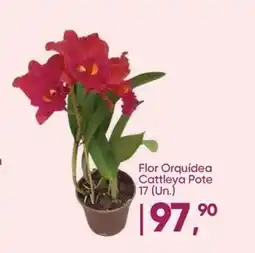 Imec Supermercados Flor Orquídea Cattleya Pote 17 (Un.) oferta