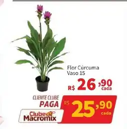Macromix Atacado Flor Cúrcuma Vaso 15 oferta