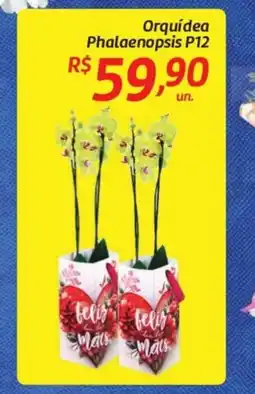 Comper Orquídea Phalaenopsis oferta