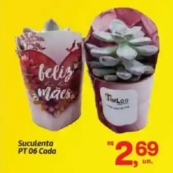 Suculenta PT 06 Cada