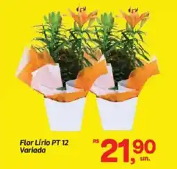 Fort Atacadista Flor Lírio PT 12 Variada oferta