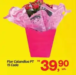 Fort Atacadista Flor Calandiva PT 15 Cada oferta