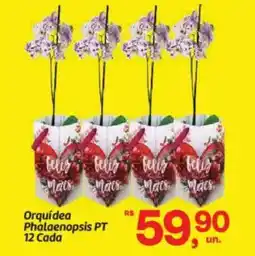 Fort Atacadista Orquídea Phalaenopsis PT 12 Cada oferta