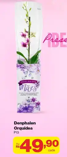 Stok Center Denphalen Orquídea oferta