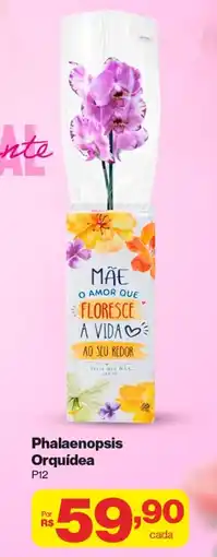 Stok Center Phalaenopsis Orquídea oferta