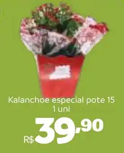 Hiperideal Supermercados Kalanchoe especial pote 15 flores oferta
