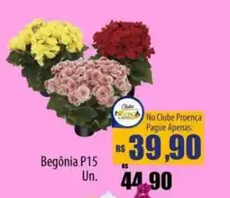 Proença Supermercados Begônia P15 flores oferta