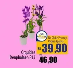 Proença Supermercados Orquídea Denphalaen P13 oferta