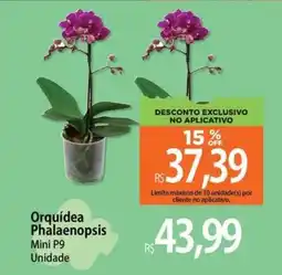 Atacadão Orquídea Phalaenopsis Mini P9 Unidade oferta