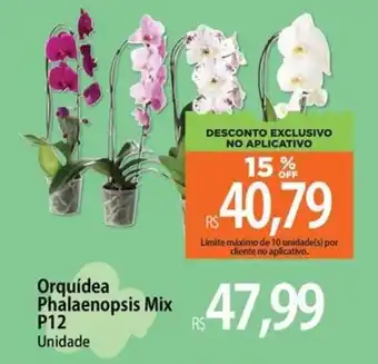 Orquídea Phalaenopsis Mix P12 Unidade