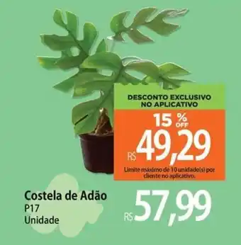 Costela de Adão P17 Unidade