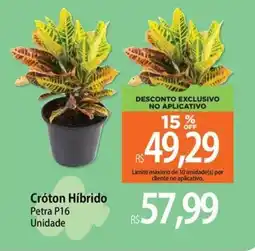 Atacadão Cróton Híbrido Petra P16 Unidade oferta