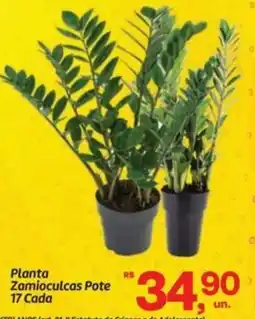 Fort Atacadista Planta Zamioculcas Pote 17 Cada oferta