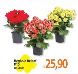 Atacadão Begônia Beleaf P15 Unidade oferta